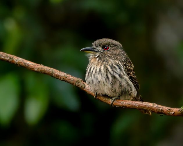 White-Whiskered Puffbird