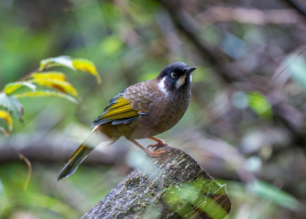 Species Spotlight: Black-faced Laughingthrush