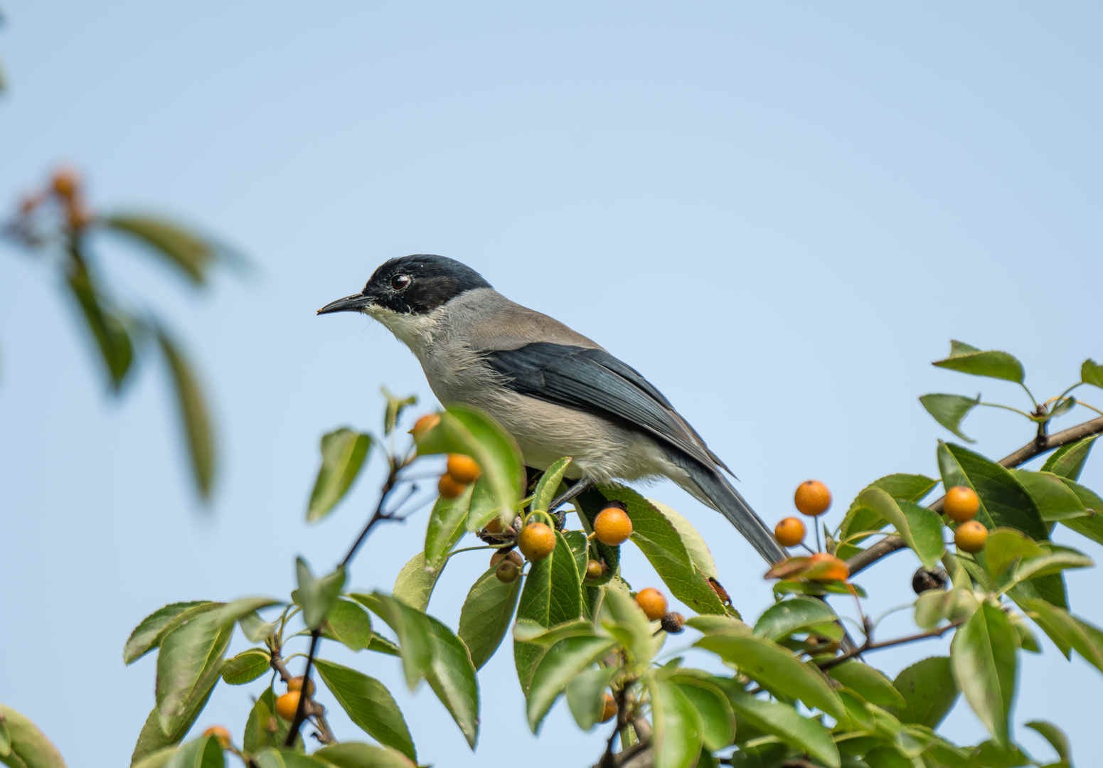 Birding Heilongtan, Lijiang, Yunnan, China