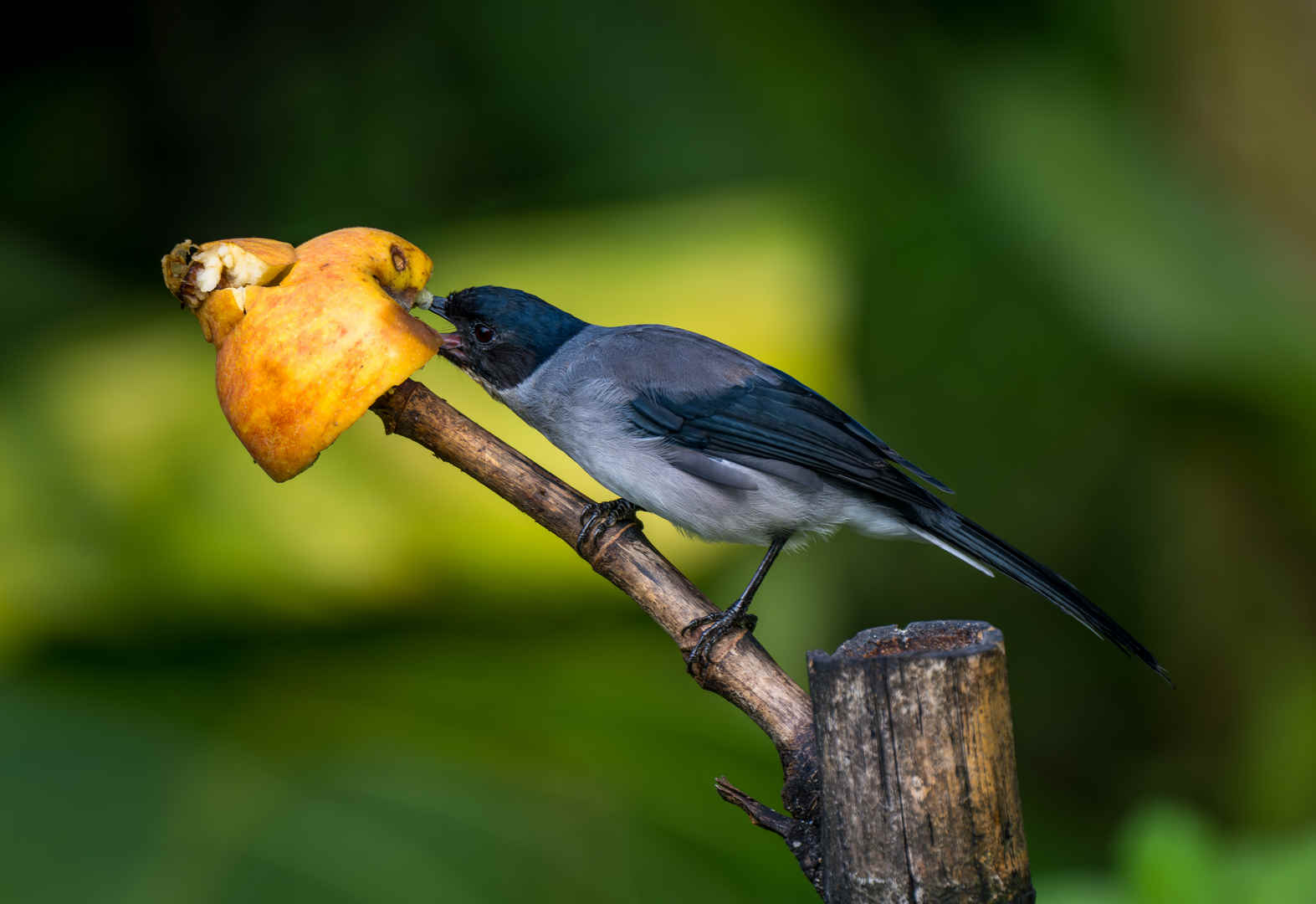 Three Photos: Apples
