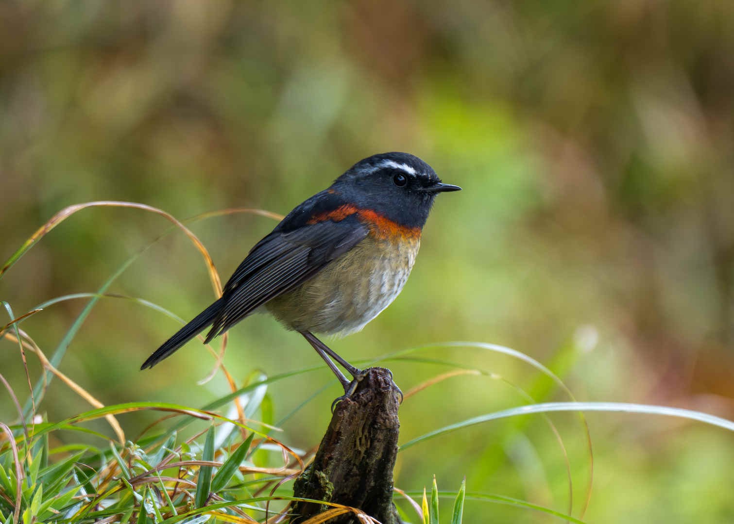 Species Spotlight: Collared Bush Robin