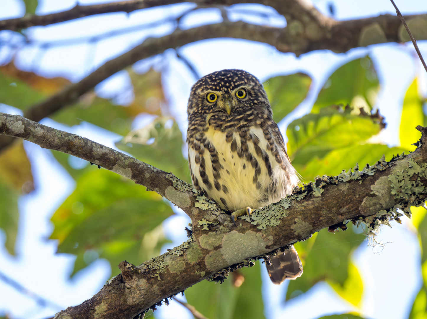 Species Spotlight: Collared Owlet