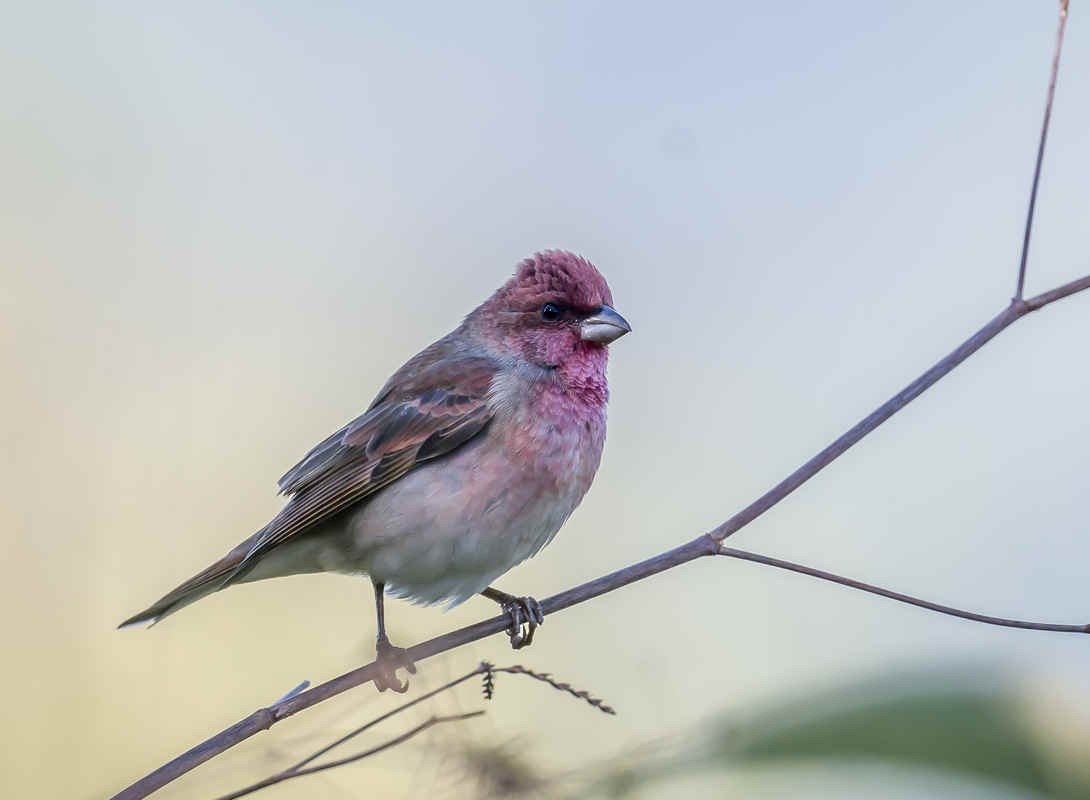 Ask a Bird Guide: What makes birding in your region unique compared to elsewhere?