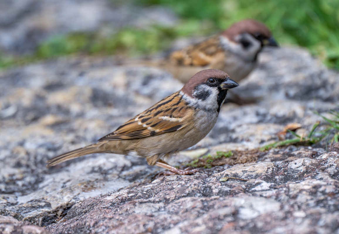 Ask a Birder: How Did Killing Sparrows Contribute to Mass Starvation?