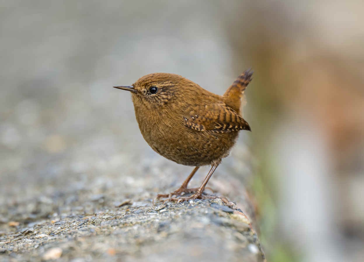 Species Spotlight: Eurasian Wren