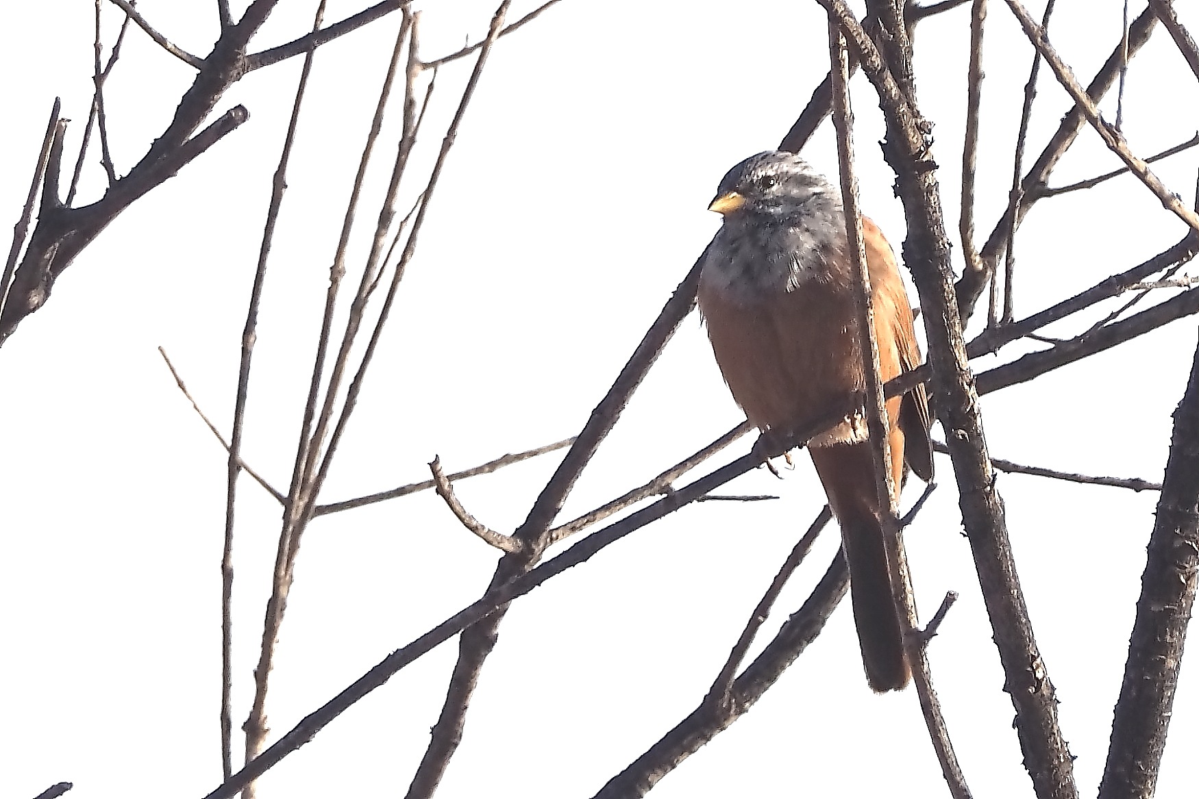 Moroccan Birds Are Cool