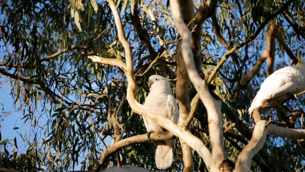 The Vivacious Life of the Sulphur-Crested Cockatoo