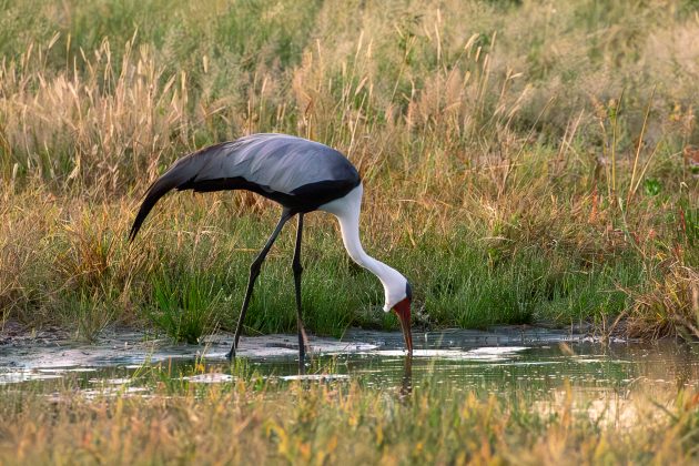 Birding Highlights of Northern Botswana