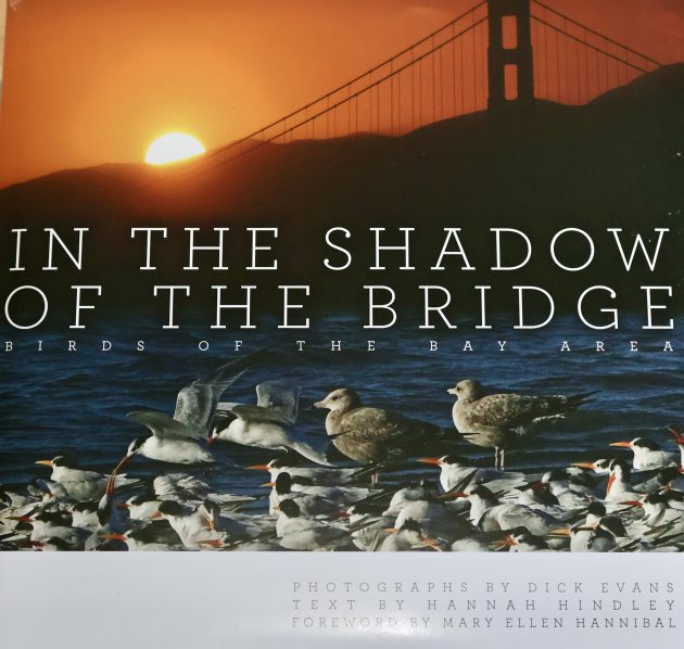 In The Shadow Of The Bridge: Birds of the Bay Area
