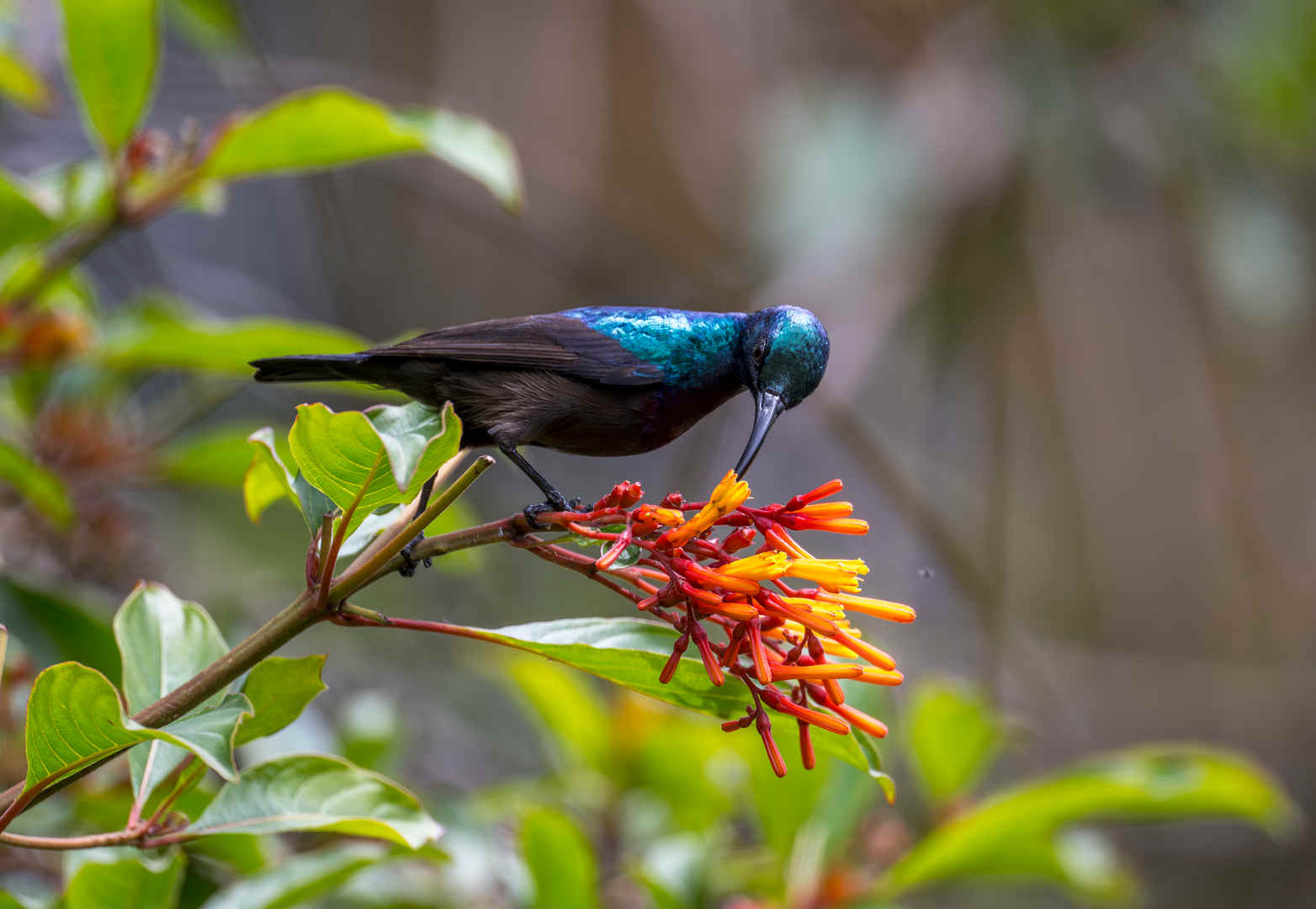 The Chemistry of Birds (29): Nectar