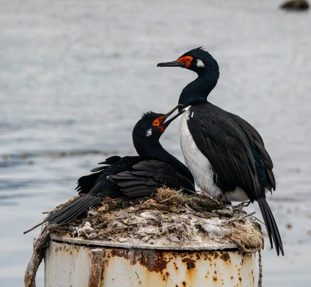 A New Birding Buddy Is Exciting As A Lifer