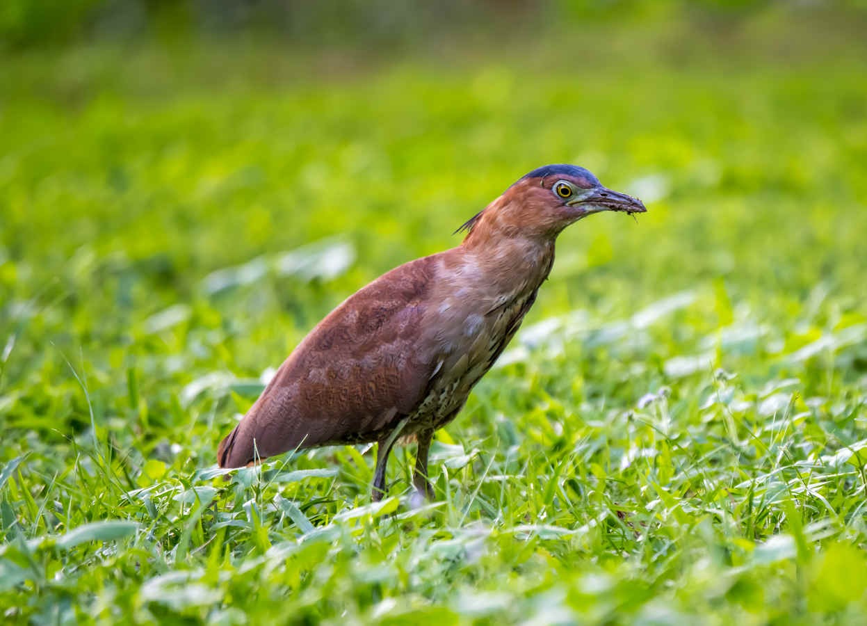 Species Spotlight: Malayan Night Heron