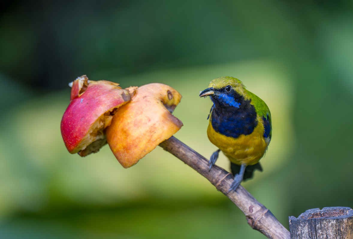 Ask a Bird Guide: What skill or habit do you wish more visiting birders developed?