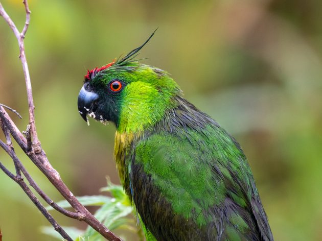 Detour for the Ouvea Parakeet