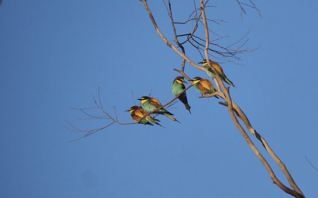 Birds for wine lovers (or wines for bird lovers)