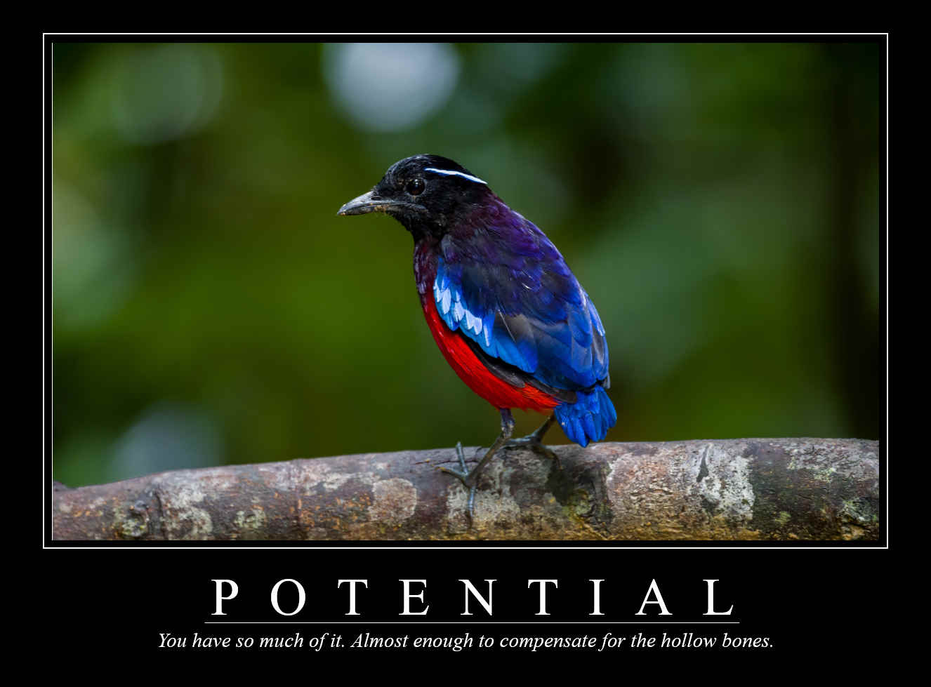 Demotivational Posters for Birds (XVI)