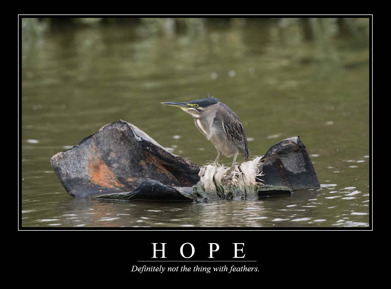 Demotivational Posters for Birds (XVIII)