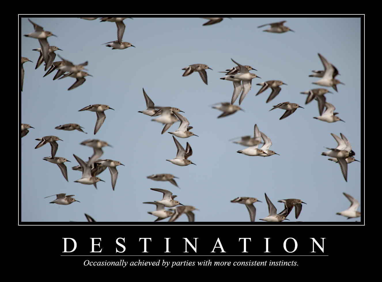 Demotivational Posters for Birds (XIV)