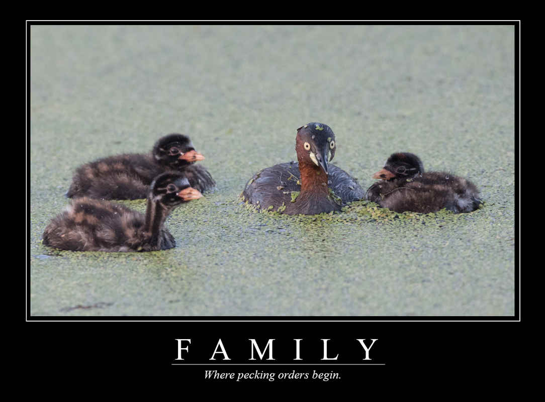 Demotivational Posters for Birds (XII)