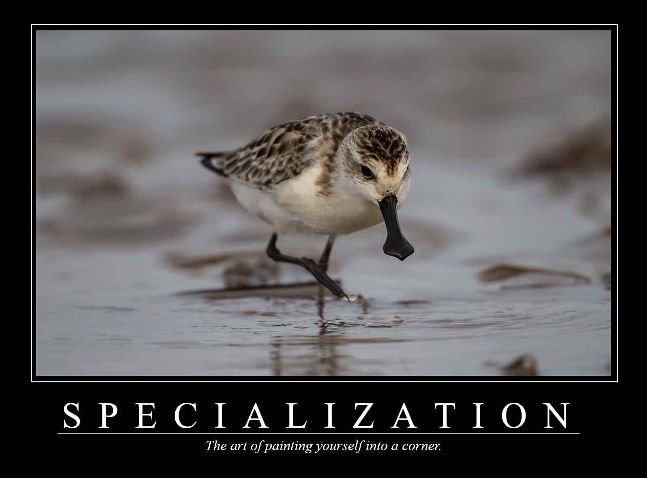 Demotivational Posters for Birds (XIII)