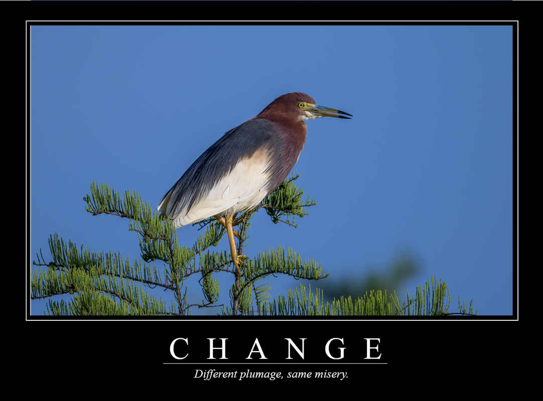 Demotivational Posters for Birds (XI)
