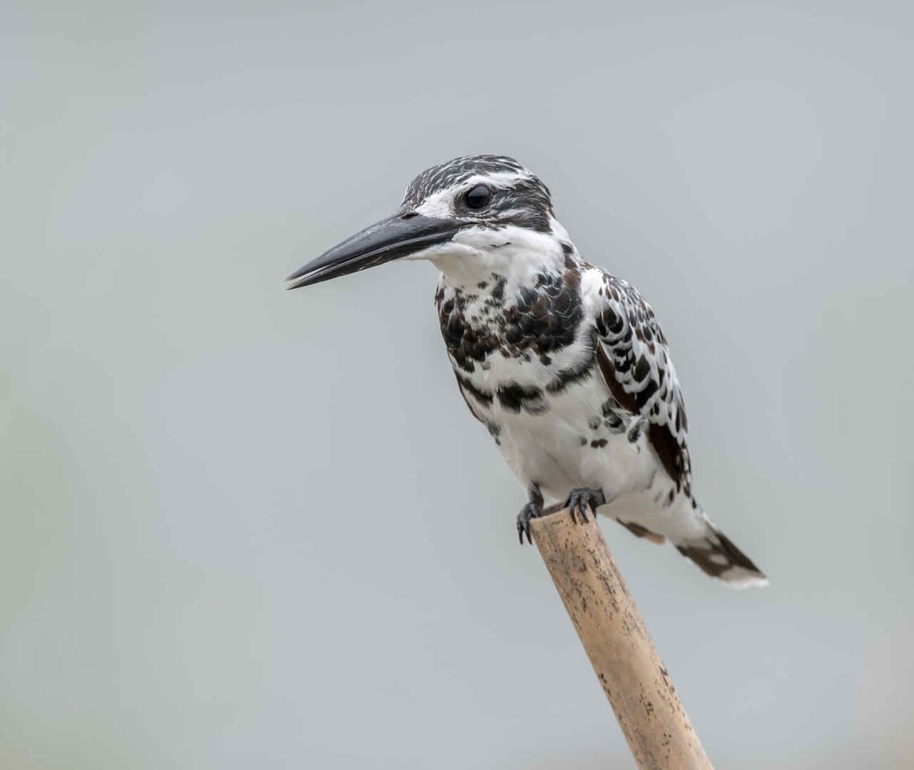 Three Photos: Black and White