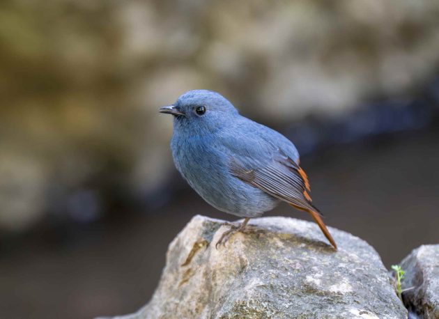 Species Spotlight: Plumbeous Water Redstart