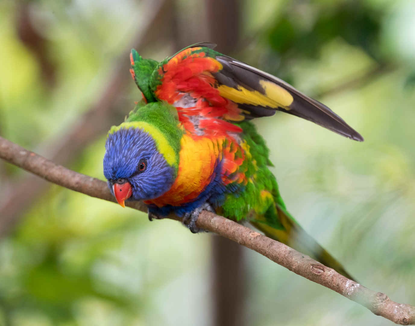 The Chemistry Of Birds (30): Chemical Health Signalling - 10,000 Birds