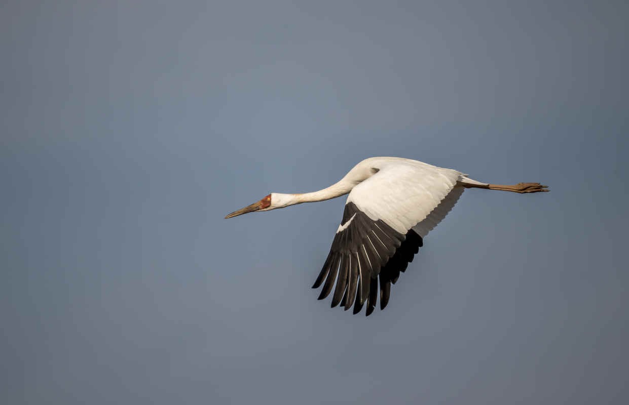 Ask a Bird Guide: If you could protect just one bird species in your region, which would it be — and why?