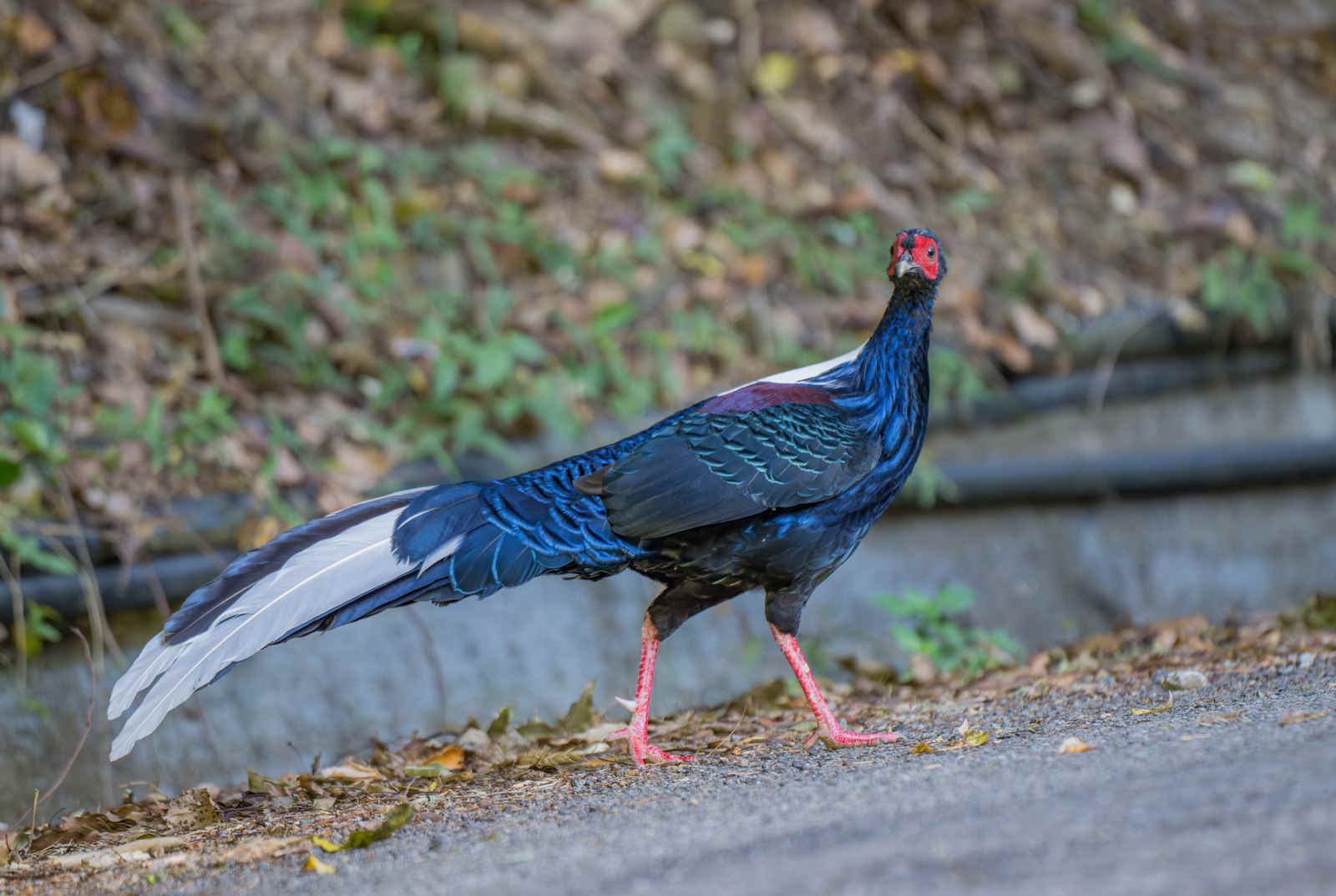 Species Spotlight: Swinhoe’s Pheasant