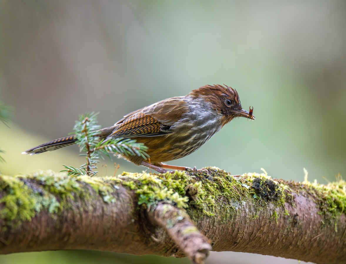 Species Spotlight: Taiwan Barwing