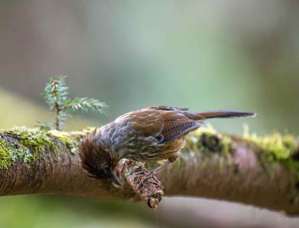 Species Spotlight: Taiwan Barwing - 10,000 Birds