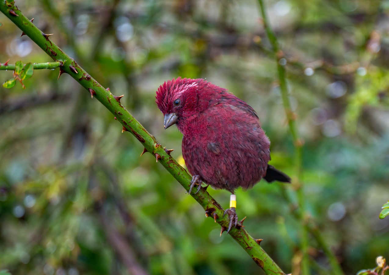 Species Spotlight: Taiwan Rosefinch