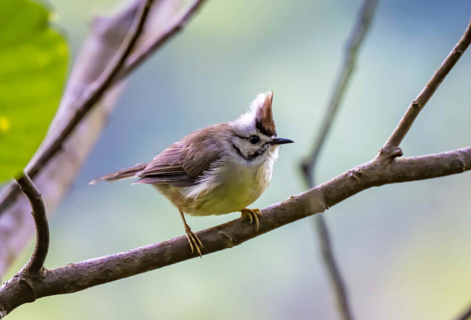 Species Spotlight: Taiwan Yuhina