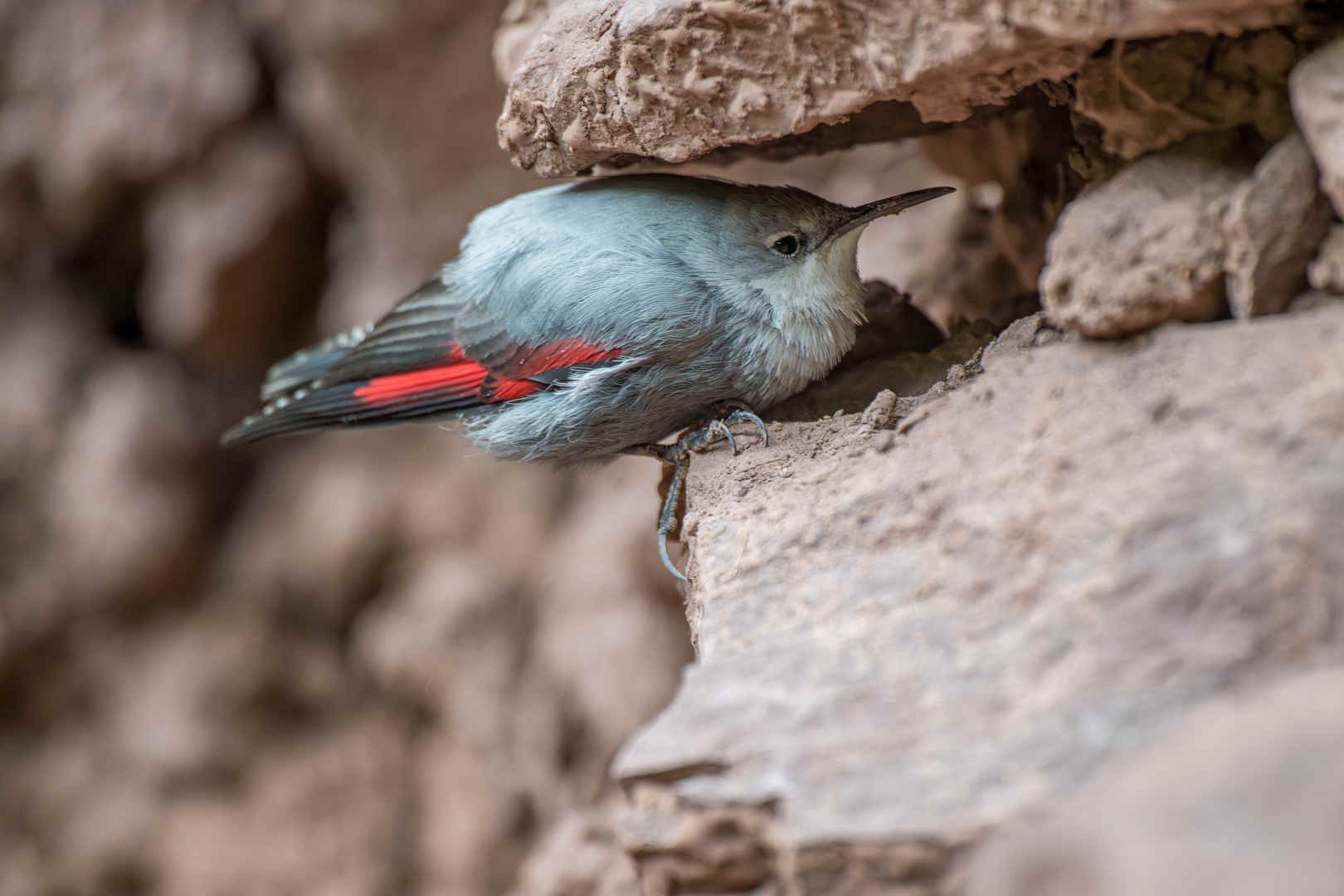 Species Spotlight: Wallcreeper