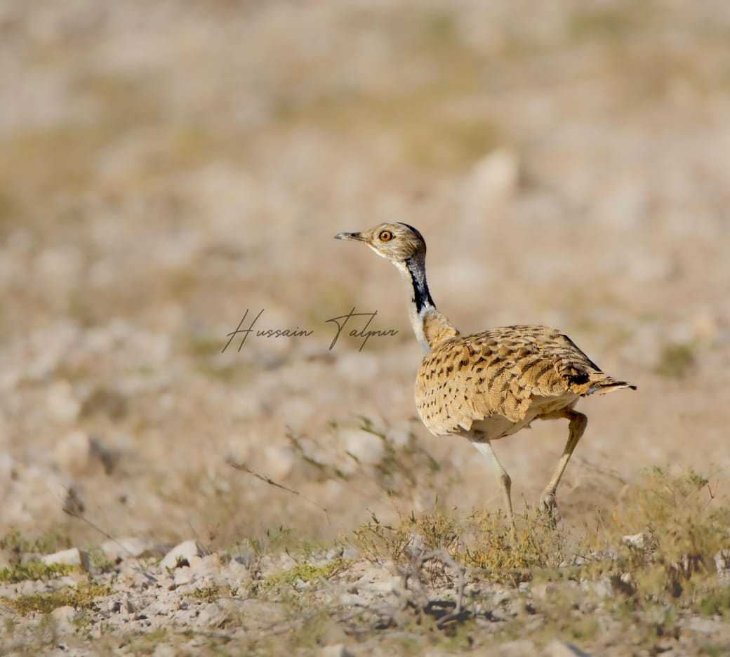 Three Photos: Asian Houbara
