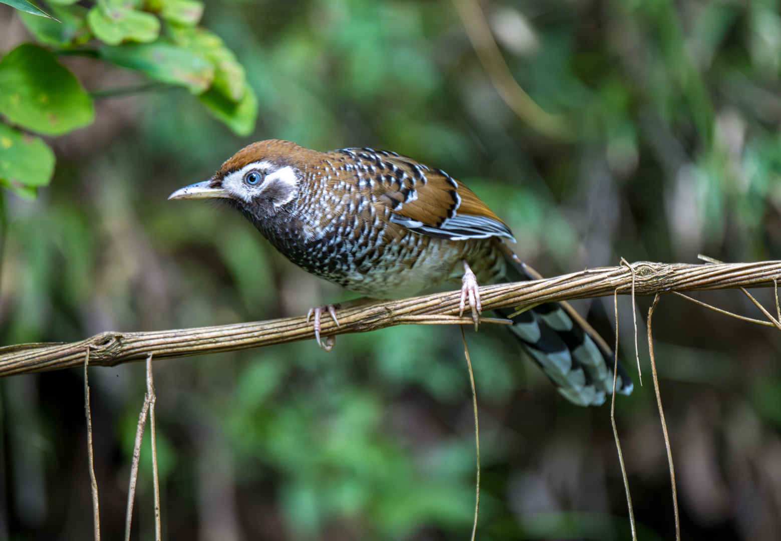 Birding Laojunshan, Yunnan