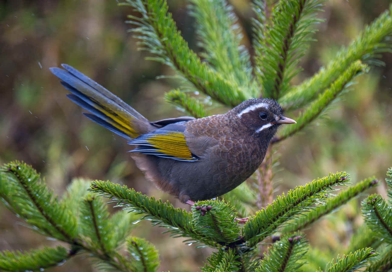 Species Spotlight: White-whiskered Laughingthrush