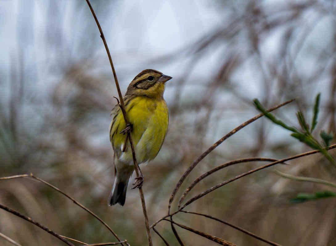 Birding Shanghai in November 2025