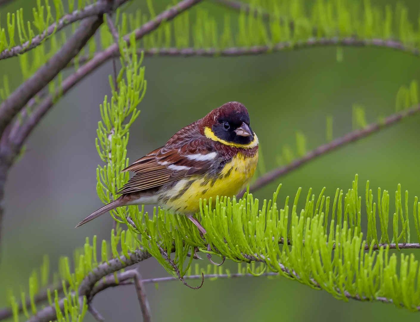 Ask a Bird Guide: What’s one common misconception people have about the birds in your country or region?