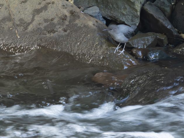 American Dipper