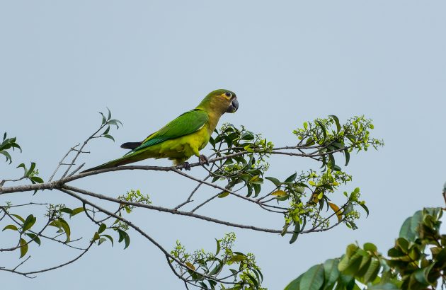 Brown-throated Parakeet (photo by Sue Rampersad)