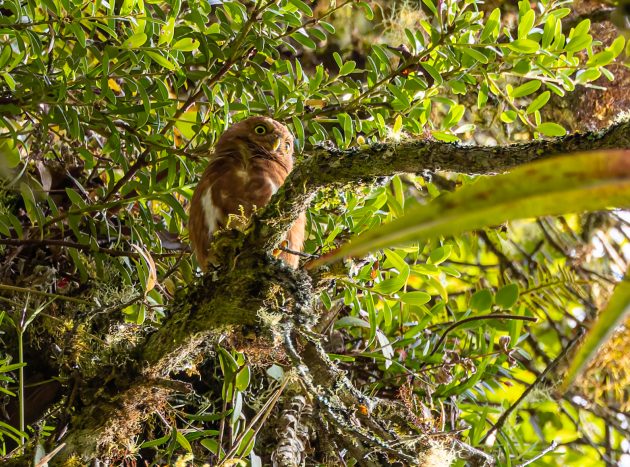 Costa-Rican Pygmy Owl