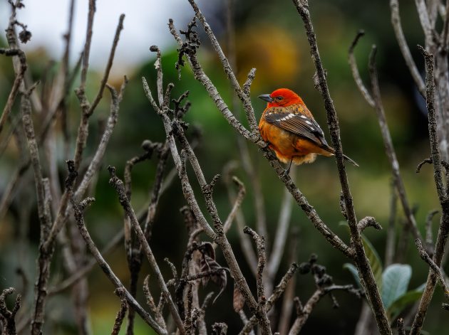 Flame-colored Tanager (male)