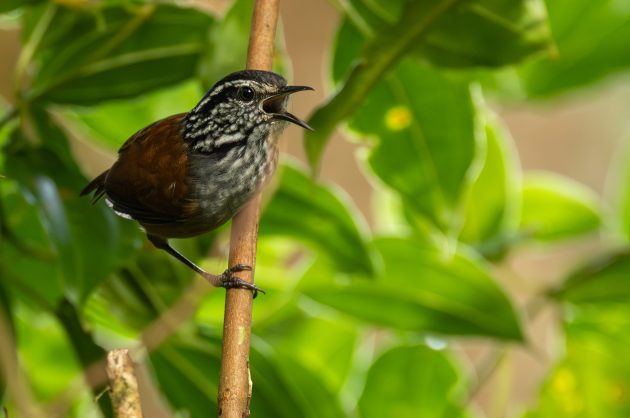 Grey-breasted Wren