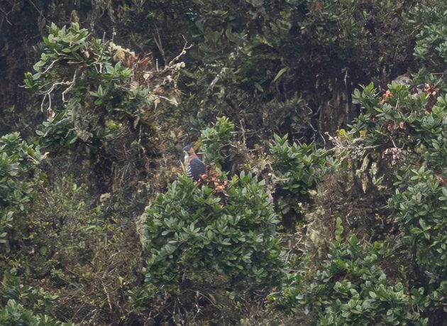 Ornate Hawk-Eagle (heavily cropped image)
