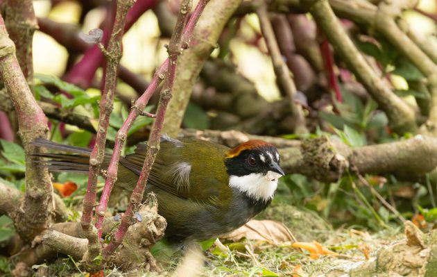 Chestnut-capped Brushfinch