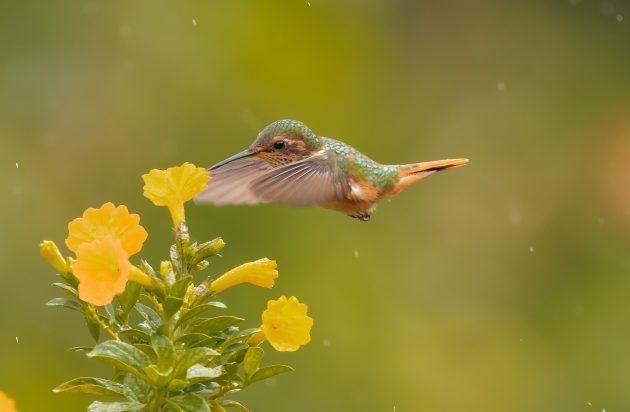 Scintillant Hummingbird