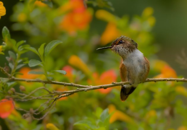 Scintillant Hummingbird