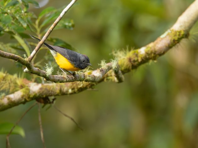 Slaty-throated Redstart
